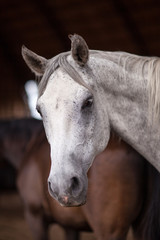 Portrait of a white horse which is looking at the camera Outdoors