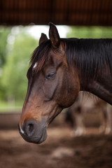 Obraz premium Beautiful portrait of a horse that looks to the ground