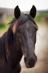 Portrait of a beautiful horse with a red fringe that looks into the camera  Outdoors