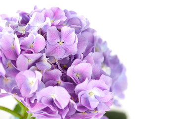 purple hydrangea flower on white background