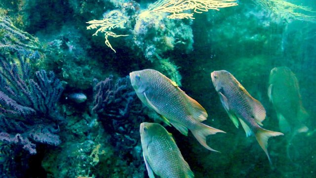 Poissons en aquarium