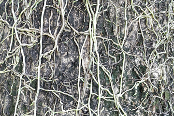 Tree root on old wood background