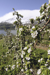 Blossom in Hardanger, Norway. May.