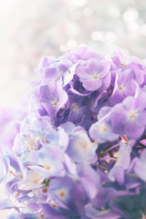 purple hydrangea flower with color effect and solf light
