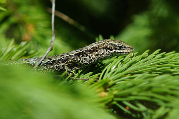 Waldeidechse sitzt auf einer Fichte
