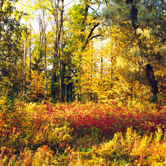 Autumn Mixed Forest