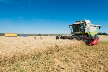 Fototapeta premium kombajn zbożowy maszyna rolnicza do zbioru pszenicy złotej dojrzałej
