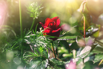 red rose, blooming in a garden