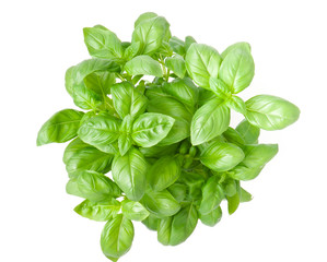 basil leaves isolated