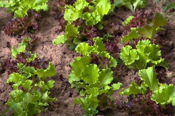 lettuce on the bed in vegetable garden