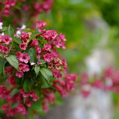 focus on red beauty 2