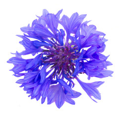 Blue cornflowers