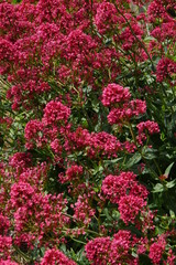 Fototapeta na wymiar Rote Spornblume (Centranthus ruber)