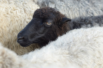Naklejka premium Black sheep