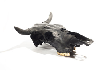 Fototapeta premium Black bulls skull