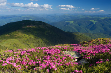 Obraz premium Flowers in the mountains on a sunny day
