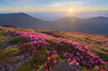 Dawn in the mountains of flowers of Rhododendron