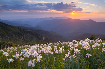 Flowers of daffodils in the mountains