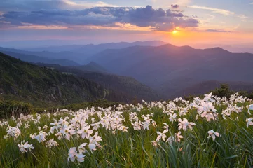 Deurstickers Narcis Flowers of daffodils in the mountains