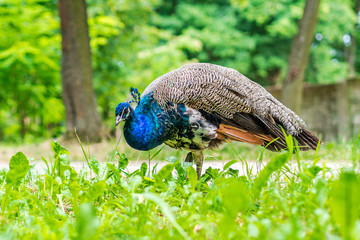 blue peacock walking throught park
