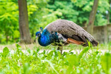 Crédence de cuisine en verre imprimé Paon blue peacock walking throught park
