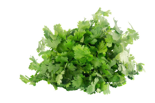 Bunch of fresh cilantro herb on an isolated white background