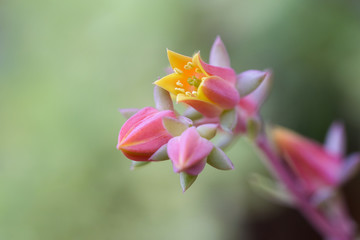 macro flower of succulent plant