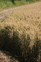 sévérac le chateau, champ de blé