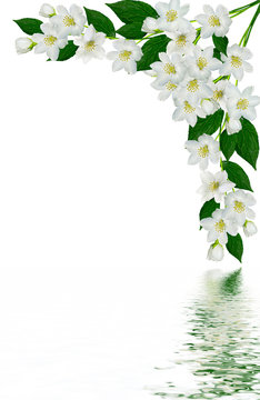 branch of jasmine flowers isolated on white background