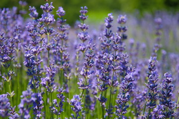 Obraz premium Цветение лаванды.