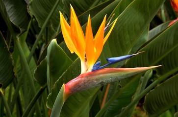 Fototapeta na wymiar Strelitzia - Bird of Paradise flower