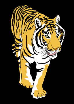 tiger draw