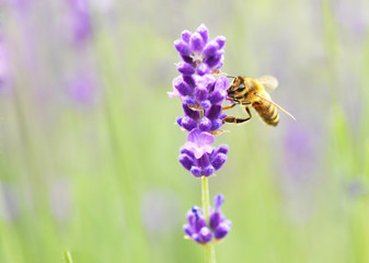 Abeille dans la lavande