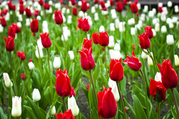 beautiful red and white tulips in the flower bed