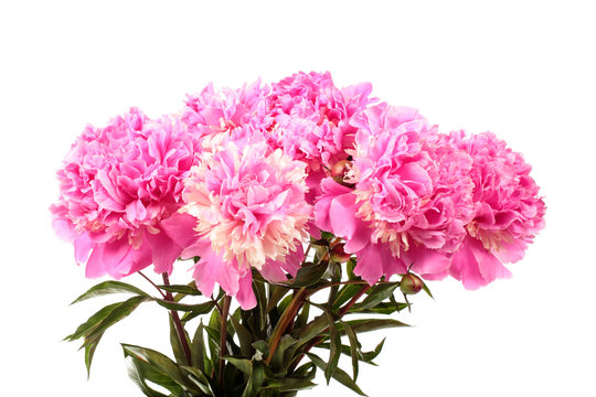 Fototapeta Bouquet of pink peonies