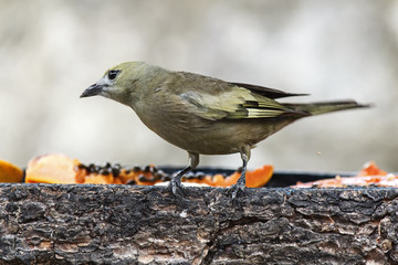 Colorful bird