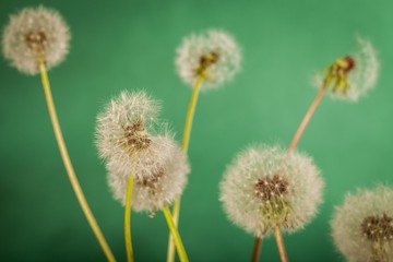 Dandelion, Wind, Seed.
