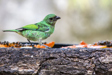 Colorful bird eating