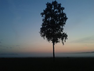 Fototapeta na wymiar A lone tree in a foggy night at the field