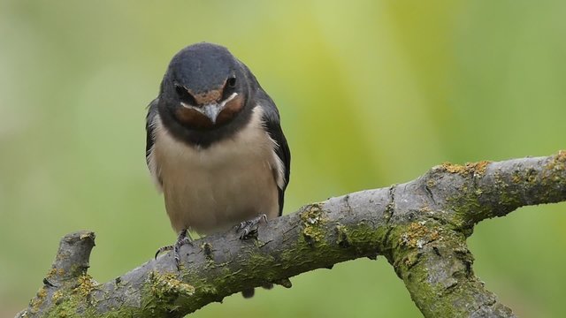 Close up of a young Barn swallow