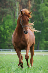 Galloping arabian stallion