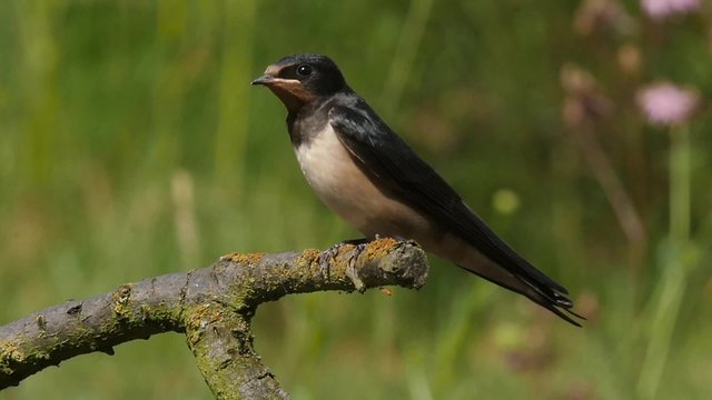 Slow motion of a young Barn swallow starting from a branch