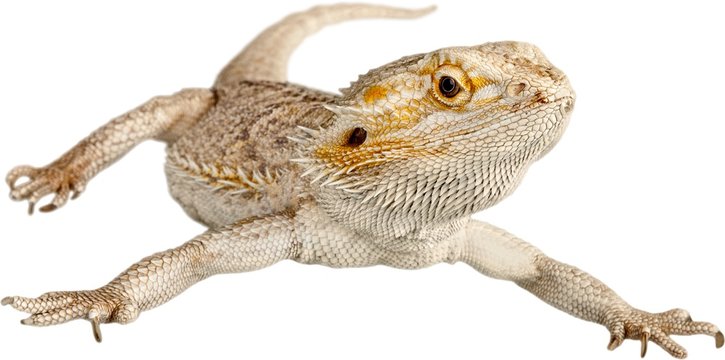 Bearded Dragon, Lizard, Iguana.