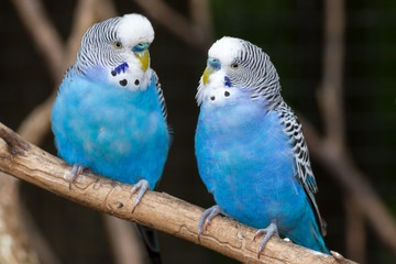Blue Parakeets