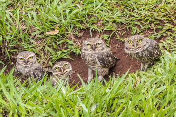 Owl family