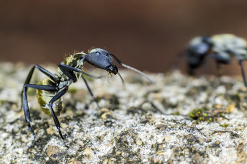 Gold ant attack