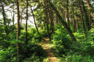 Small trail in pine tree forest