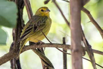 Obraz premium Little black and yellow birdie