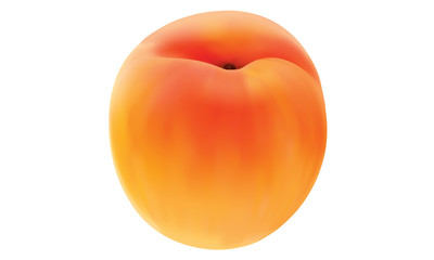 apricot isolated vector illustration