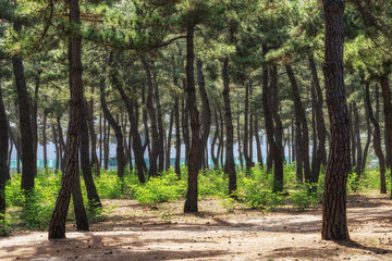 pine tree forest